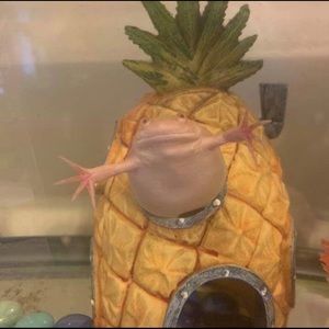 Meet your Posher, Damion